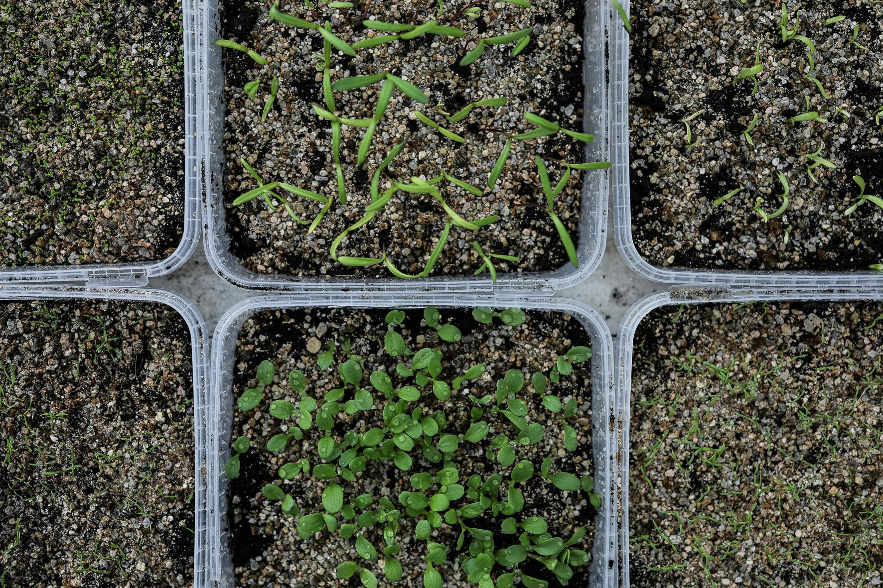 Seeds for cold stratification